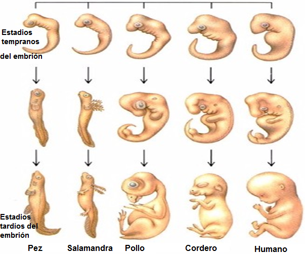 Print Froggy Jumps Embriología Comparada Biología Evolución Evidencias De La Evolución 6243