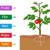 Print Memory Game: PARTES DE LAS PLANTAS (Otros - Maternal - Educación ...