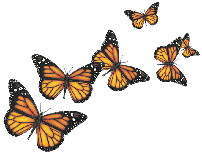 Mariposas