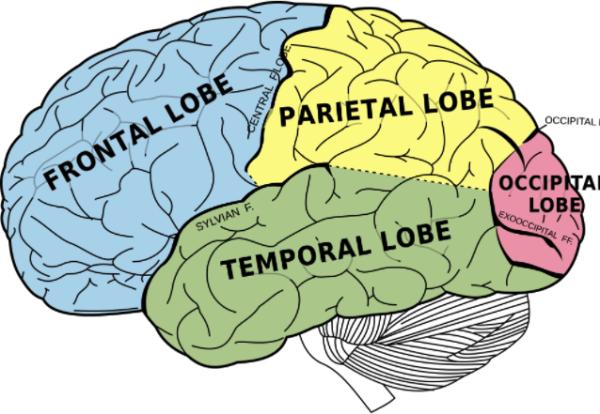 partes del cerebro