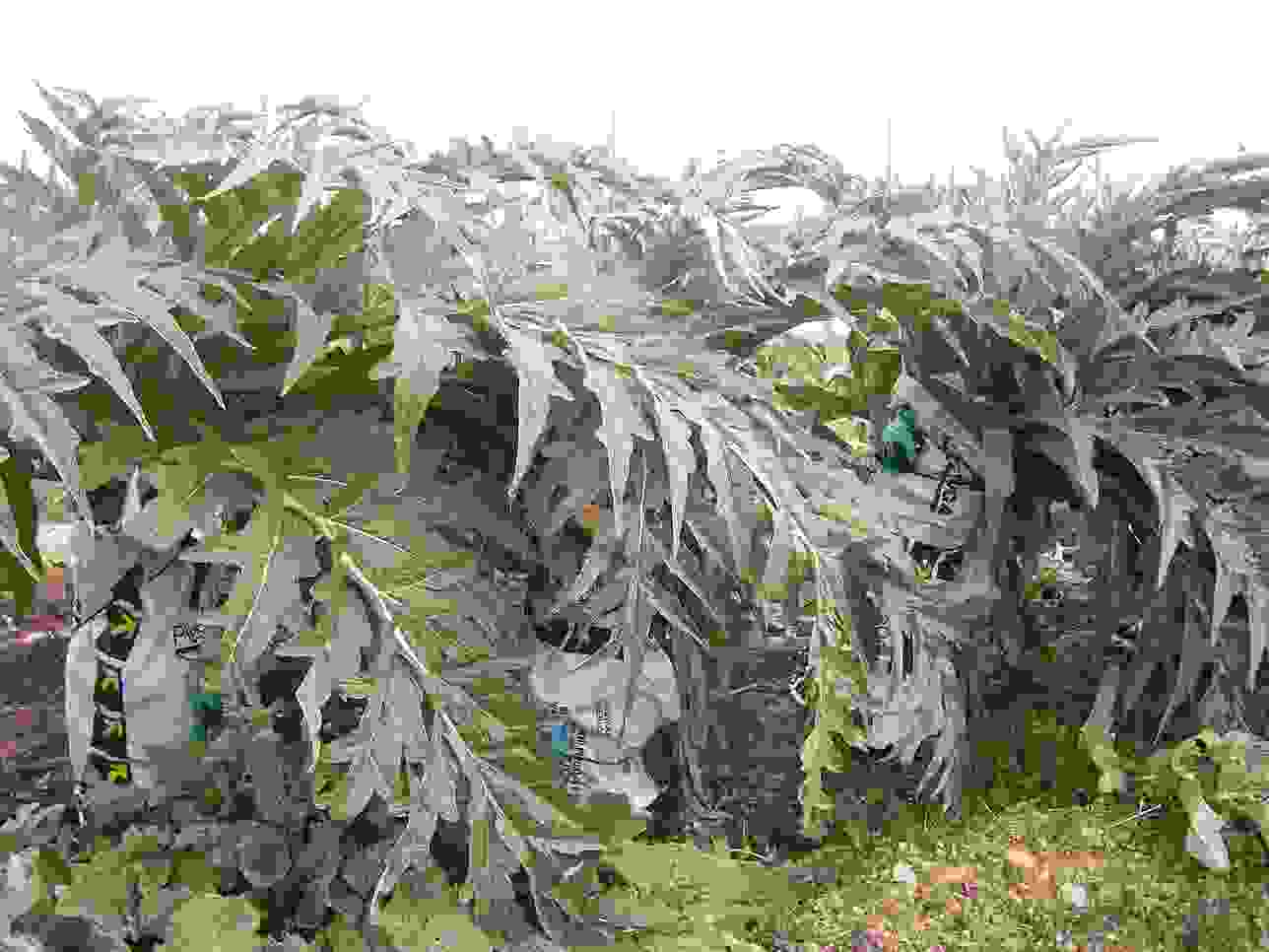 Print Crossword Puzzle LÈGUMES ()