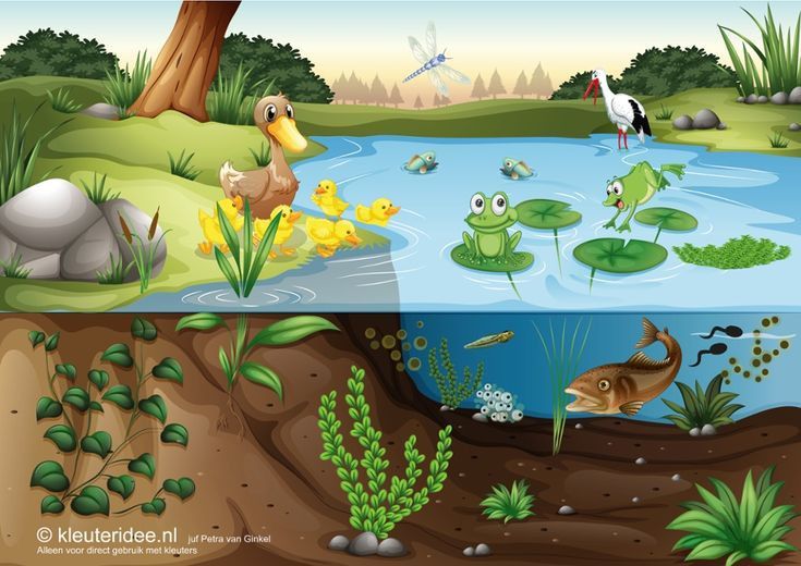 Print Froggy Jumps Tipos De Ecosistemas Biolog A Primer Grado Educaci N Escolar B Sica