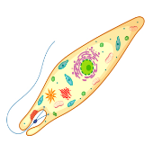 Print Memory: CÉLULA EUCARIOTA (6º primaria - ciencias de la naturaleza ...