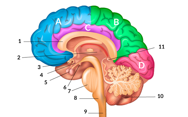 partes del cerebro