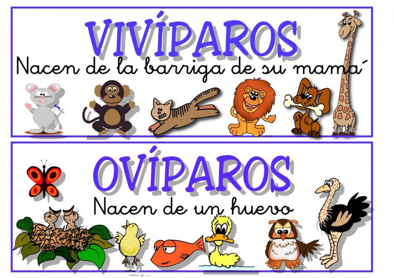 Presentación: CLASES DE ANIMALES (yesid - jhon cordero - natalia cano)