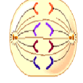 Print Matching Columns Game: Mitosis y Meiosis (D) (biología - 2º ...