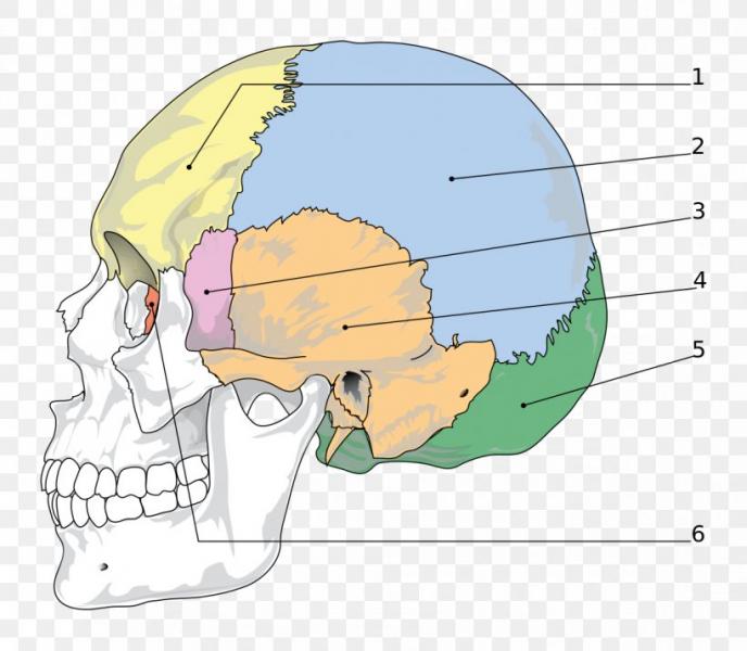 Map Quiz: Mandibula (imesap - mandibula - huesos)