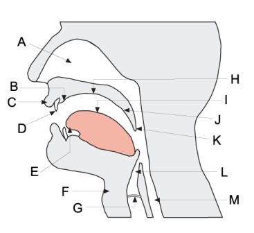 Print Map Quiz: Aparato fonador (Segunda Lengua - aparato fonador ...