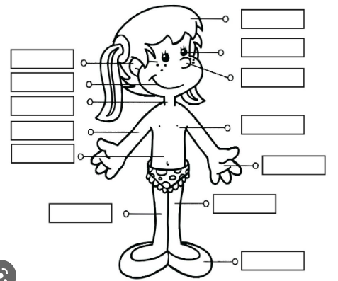 Print Map Quiz: Partes del cuerpo humano (biología - 3º - Bachillerato ...