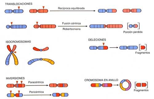 anomalías cromosómicas estructurales