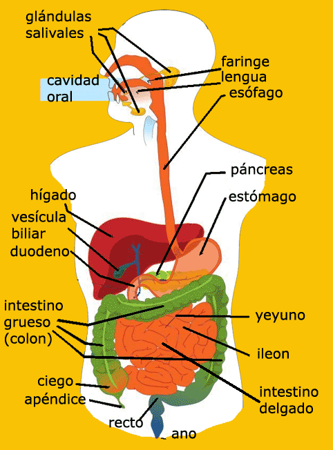 Print Froggy Jumps: El Sistema Digestivo (biología - 4º - Educación ...