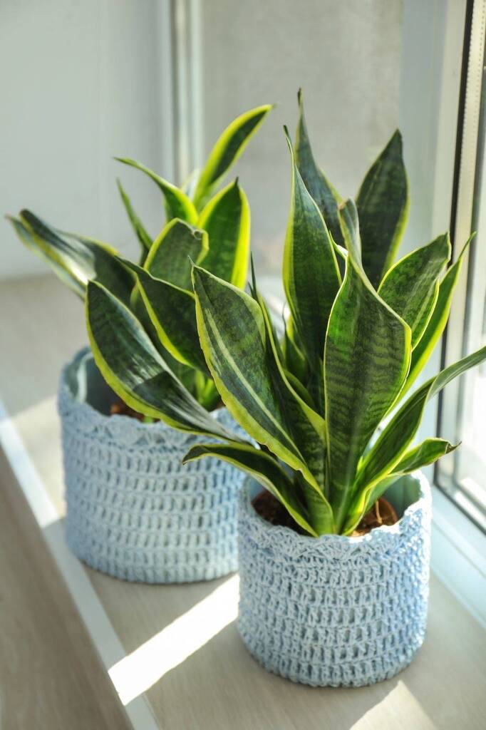Planta