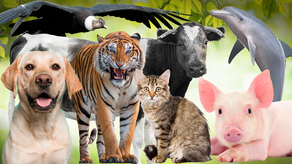 Animales