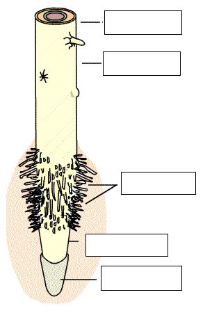 Recursos > Tag > simplificar una raíz inexacta - Didactalia: material  educativo