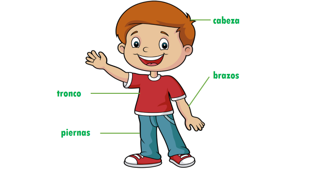 Print Map Quiz: PARTES DEL CUERPO HUMANO (biología - 3º Infantil