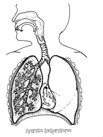 Print Map Quiz: Anatomía sistema respiratorio (D) (D) (biología)