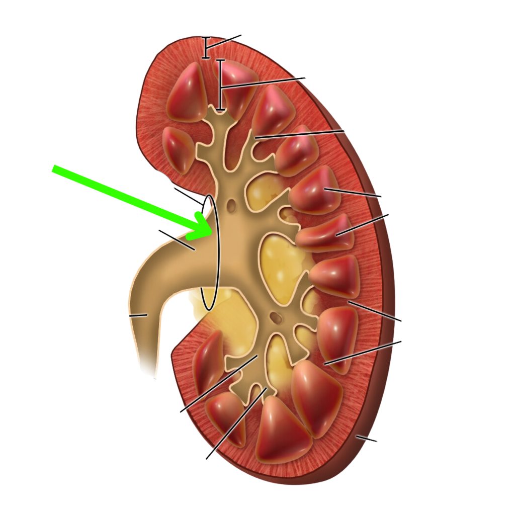 Memory: Memorama de Anatomía del Riñón