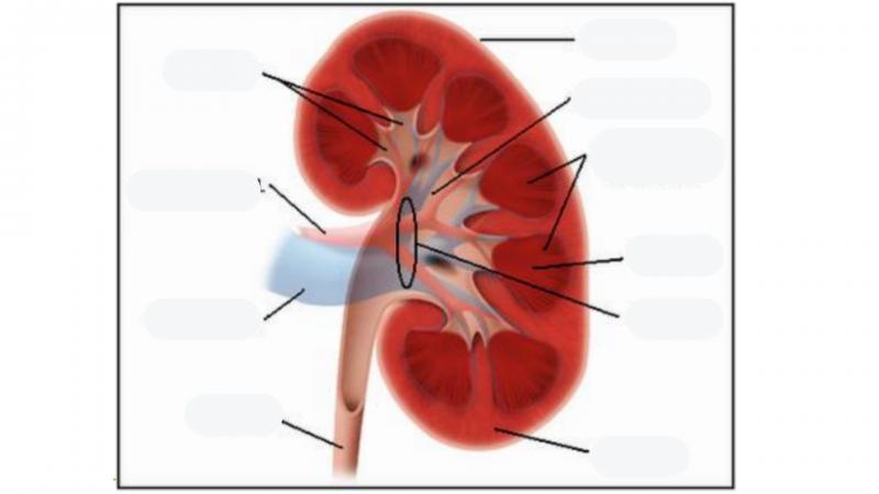 Map Quiz: Estructura interna del riñon (biología - 3º - Bachillerato ...