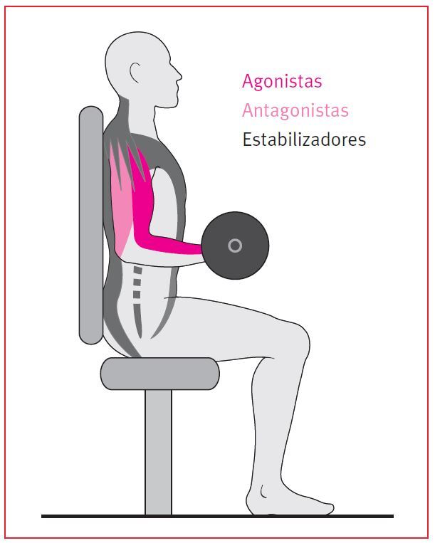 Print Matching Pairs Clasificacion De Los Tipos De Musculo