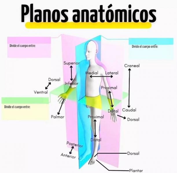 Print Map Quiz: DIRECCIONES ANATOMICAS (Formación de personal ...