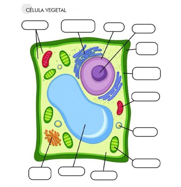 Print Map Quiz: La célula eucariota vegetal (biología - célula vegetal ...