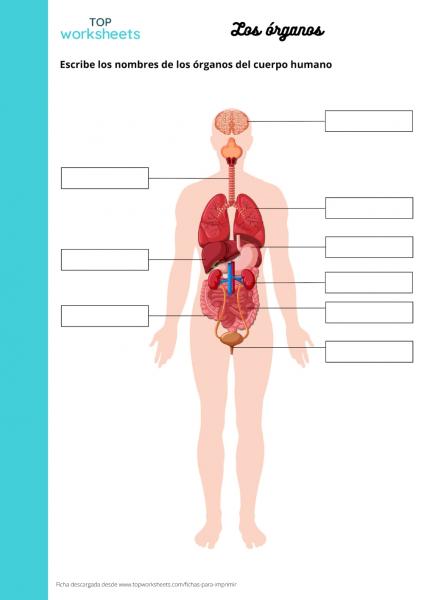 Print Map Quiz Partes Del Cuerpo Humano Biolog A Educaci N