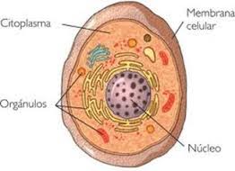 Quiz La Celula Animal Y Vegetal La Celula Y Sus Partes