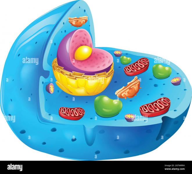 Print Map Quiz: Célula Eucariota (biología - 1º - Media básica - células)