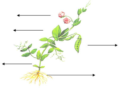 Части растения гороха схема и функции
