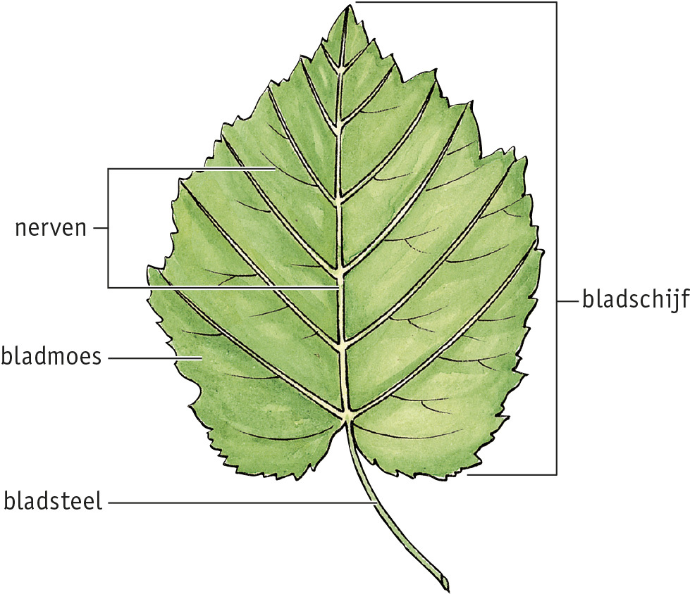 Matching Pairs Organen Van De Plant Paren Maken planten Bladeren Matching Pairs Organen Van De Plant Paren Maken planten Bladeren