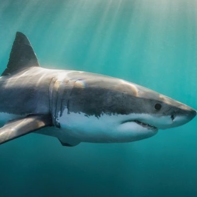 Yes or No: REPRODUCCIÓN SEXUAL - DESARROLLO EMBRIONARIO (ANIMALES