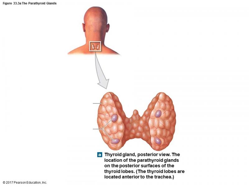 Print Map Quiz: Parathyroid Glands (Biology - HS4 - hsci 105)