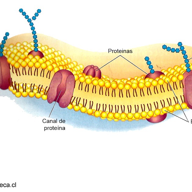 La bicapa lipídica es una característica fundamental de la estructura de la membrana celular.