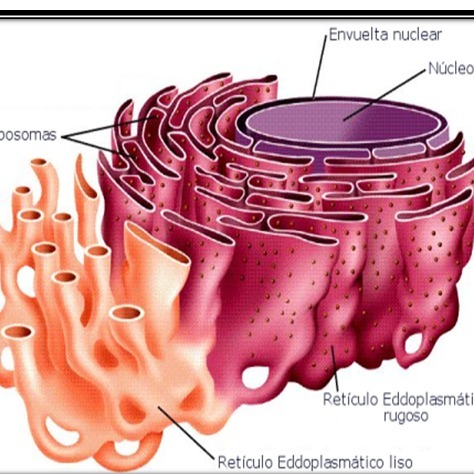 El retículo endoplasmático liso es una estructura que forma parte de la membrana celular.
