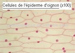 Print Map Quiz Cellules Epiderme Oignon