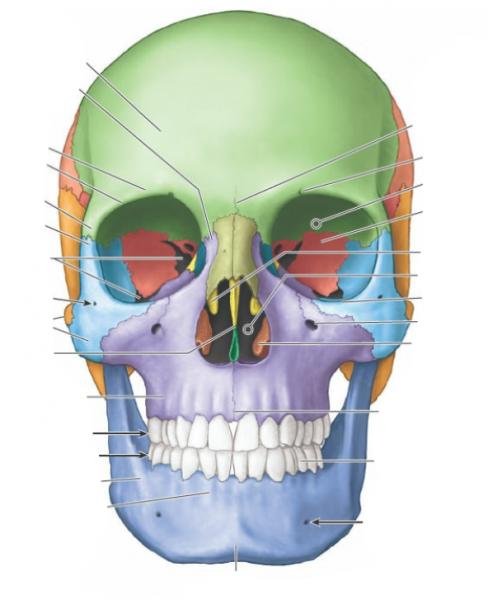 Print Map Quiz: Huesos Craneales II (anatomia - òseo - neuroanatomia)