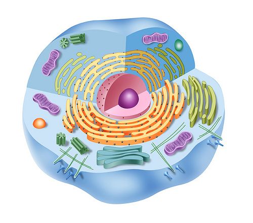 Map Quiz La Celula Animal Y Sus Partes Biologia 5º Primaria