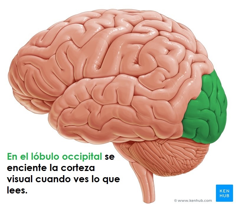 Print Matching Pairs Conoce como funciona el cerebro cuando lees