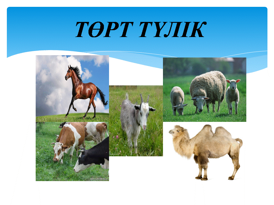Төрт түлік 7 сынып. Төрт түлік 7 сынып. Төрт түлік фото. Үй жануары презентация. Төрт түлік мал картинки.