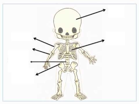 Map Quiz: Esqueleto humano para niños (biología - huesos)