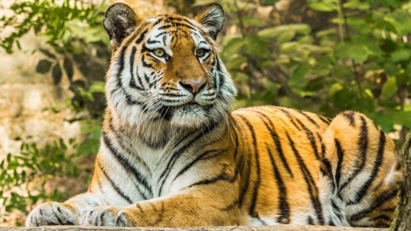 Harimau 