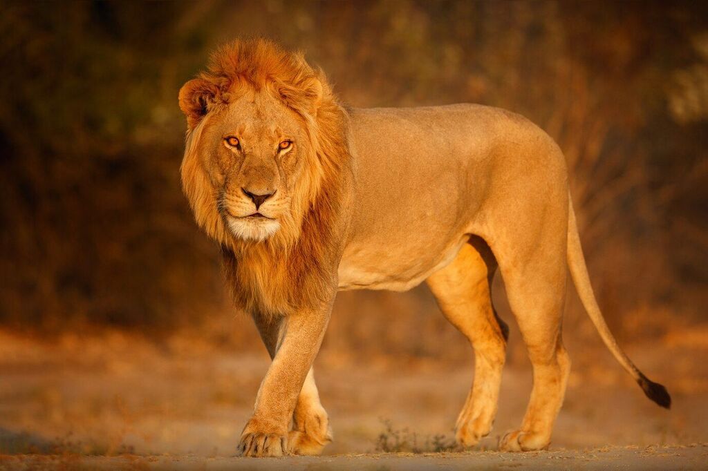 Singa