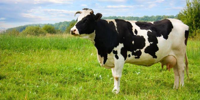 Sapi