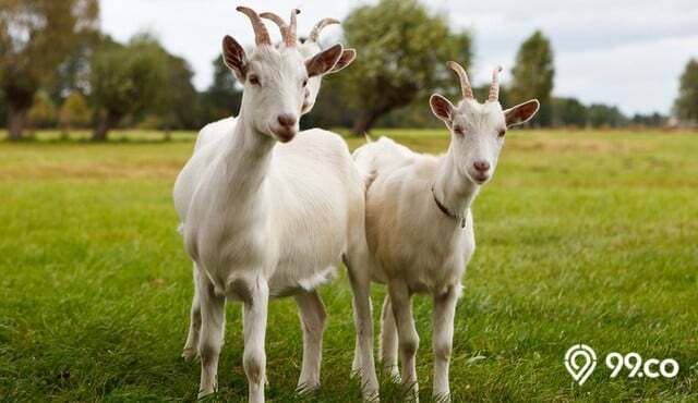 Kambing