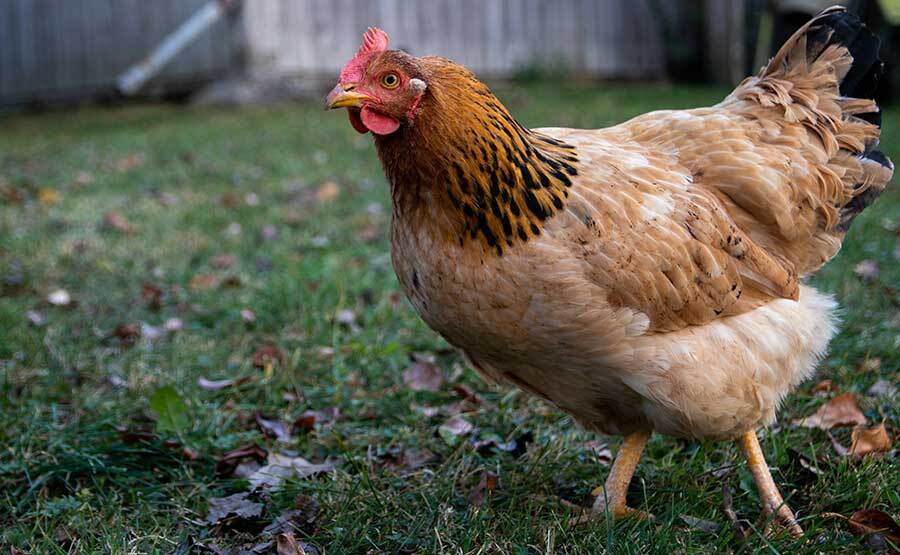 Ayam