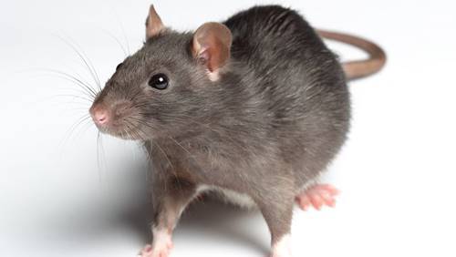 Tikus