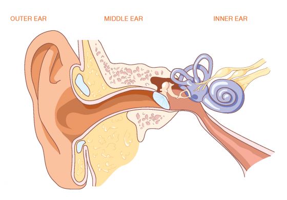 Ear Anatomy Diagram Quiz