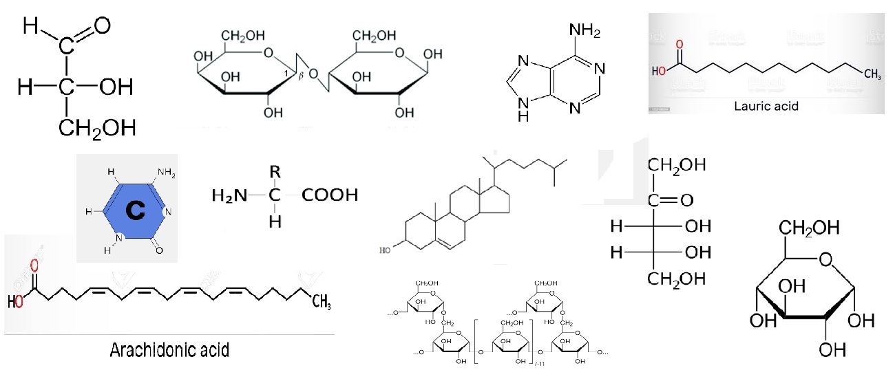 Map Quiz Estructura Quimica De Biomoleculas l pidos Carbohidratos 