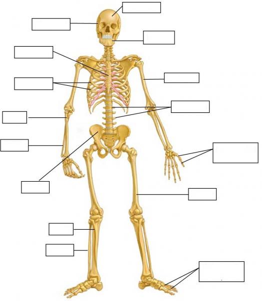 Print Map Quiz: sistema oseo (biología)