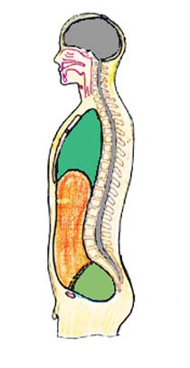 Resultado de imagen para imagen de las cavidades del cuerpo humano"